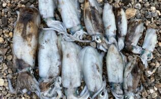 2025/11/5　周防大島　アオリイカ