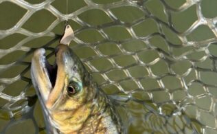 エリアトラウト♫