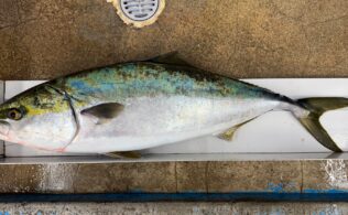 船泳がせ釣りでブリ！！