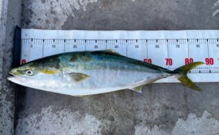 陸からブリ釣れています！