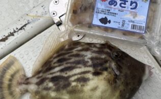 カワハギの釣果です