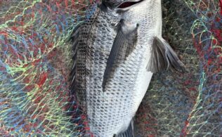 チヌの釣果です