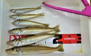 良型キス釣れてます！