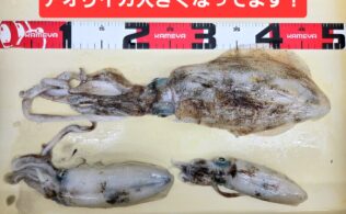 アオリイカ好調！！