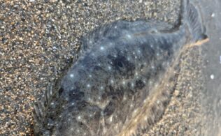 防府市周辺フラットフィッシュ好調！！