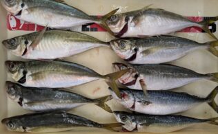 日本海方面アジ好調です！！