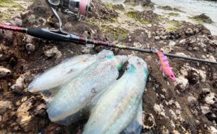 スタッフ向井最近の釣果