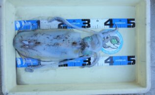 またまた出ました！キロアップ！