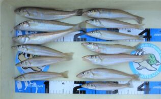 キス釣れてます(^^)/