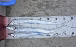 まだまだ太刀魚釣れています！