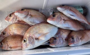 タイサビキ釣果