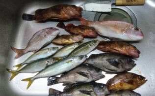 色々釣れ出してます(^^♪