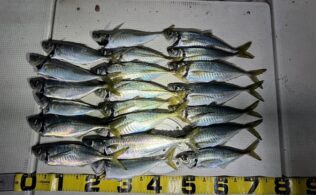 12月7日アジ(ボート)