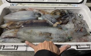 12月10日ケンサキイカ