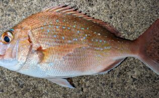 12月8日　ライトゲーム×青虫　真鯛