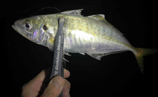 🎣ライトゲーム🎣アジ・メバル🎣