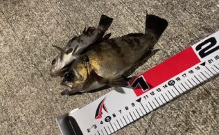 メバル釣果