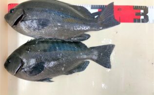 グレ釣果情報！