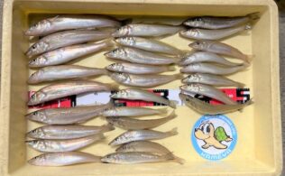 良型のキス釣れてます(*’ω’*)❕❕❕