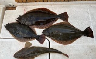 フラットゲーム釣れてます。