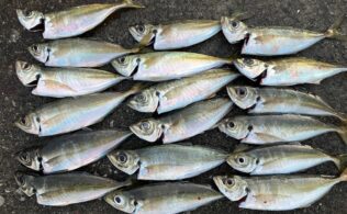 2025/12/11　周防大島　アジ