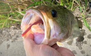 ブラックバスの釣果です。