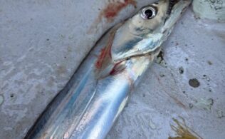 12/5 タチウオ　周防大島