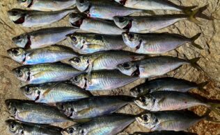 周防大島　アジ