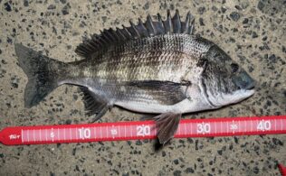 スタッフ釣果情報!!!