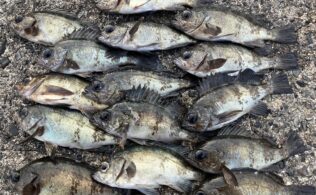 2025/12/11　周防大島　メバル