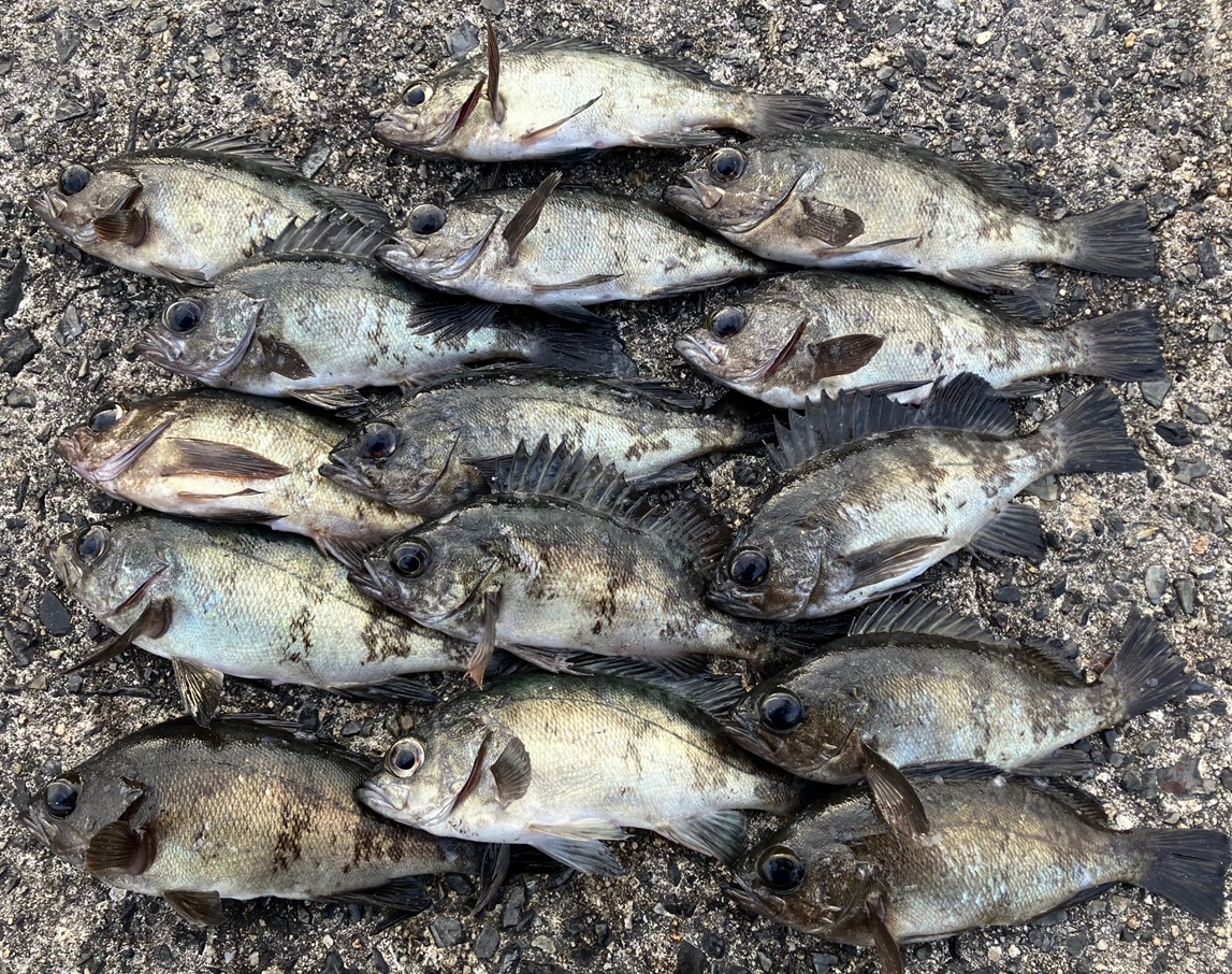 メバル 2025/12/11 周防大島 メバル | かめや釣具