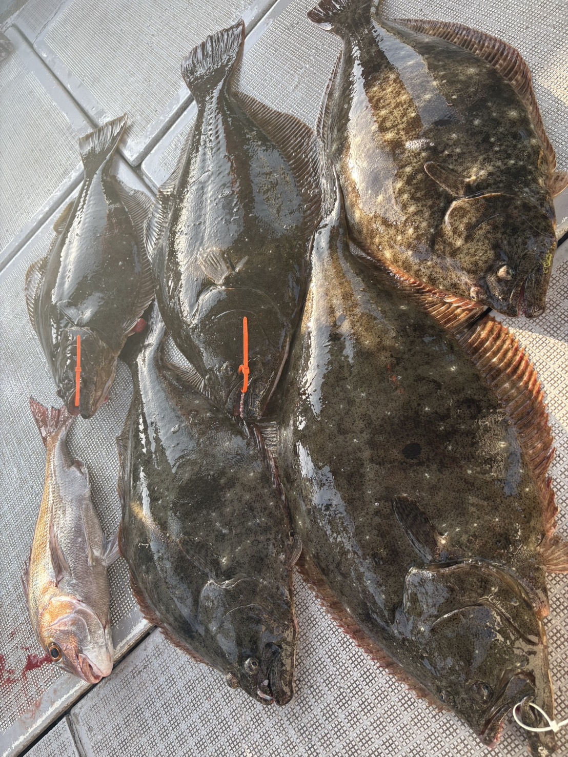 【ヒラメ】 泳がせ釣り 【スタッフ釣果】鮃 | かめや釣具