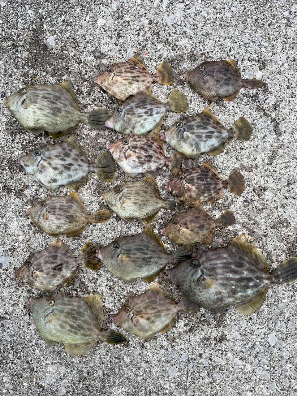 カワハギが良く釣れています(*´▽｀*) | かめや釣具