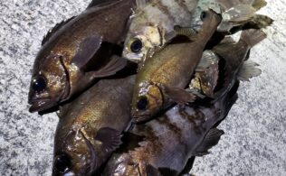 メバル好調です♪