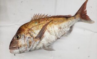 ナイスマダイ！！