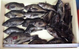 2026.3.7　メバル約30匹