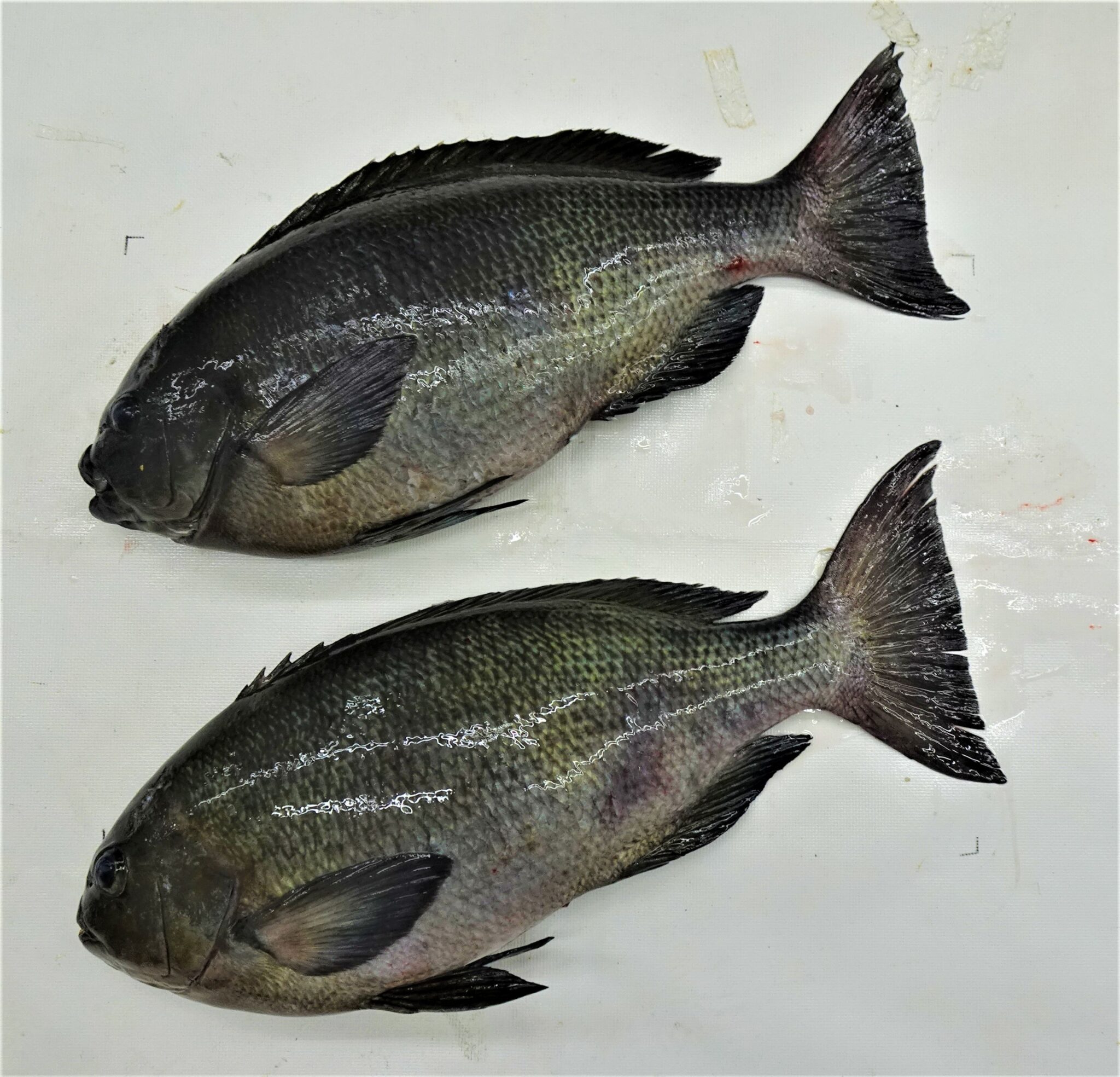 良型グレ釣れてます! | かめや釣具