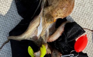 [2026/3/15]しまなみ方面　タコ