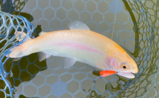 3/15　トラウト　フィッシャーリゾートしょうばら