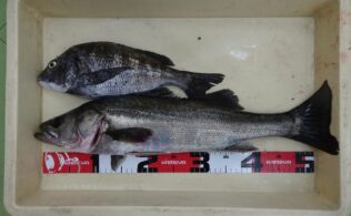 ボートでのミドルゲームに