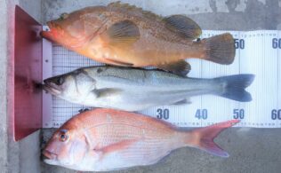 船からアコウ、真鯛、スズキが釣れています！