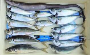 良型アジのお持込みと泳がせでアナゴ！