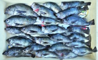 メバル好調((((ｏﾉ´3｀)ﾉ