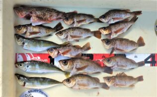 アジメバル釣れてます(*^^)v