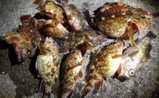 カサゴ、メバルフィーバー！！