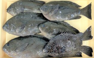 [2026/3/1]宇和島 磯釣り 御五神