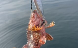 カサゴ・アコウ釣れています