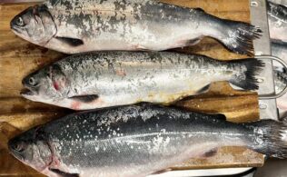 海上釣堀　サーモン