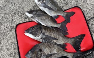 しまなみ方面　黒鯛