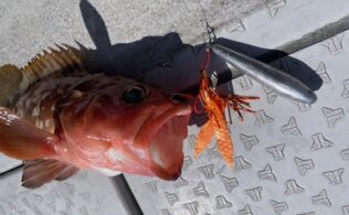 アコラバシーズン＼(^o^)／